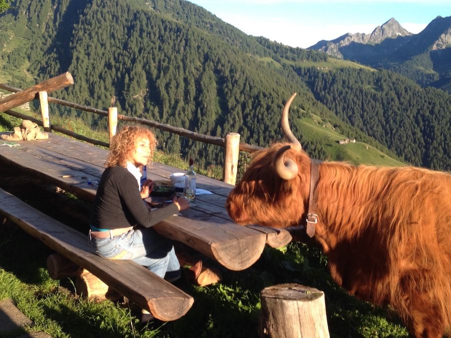 Una mucca Highland si avvicina al tavolo di legno dell’alpe, dove è seduta una donna