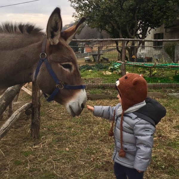 Un bambino dà da mangiare a un asino nel recinto a valle