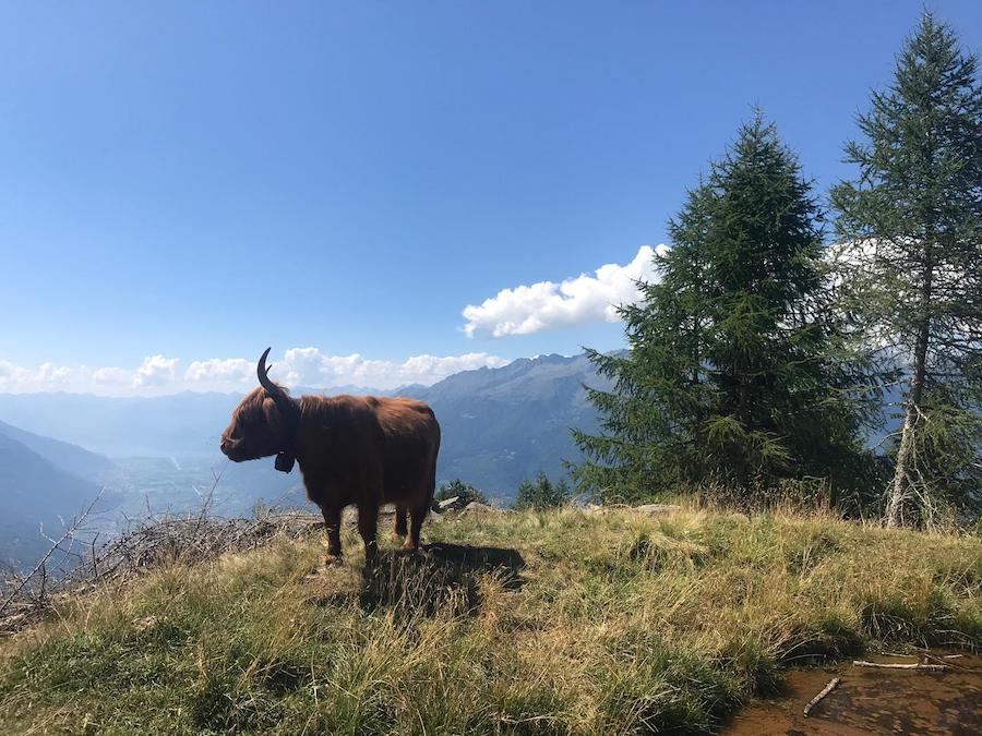 Una mucca Highland sul crinale dell’alpeggio, con la valle e le montagne dietro