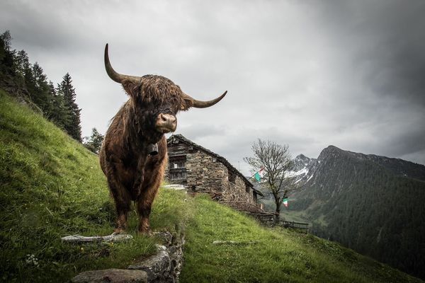 Una mucca Highland con le lunghe corna sul prato dell’alpeggio, davanti a una baita in pietra