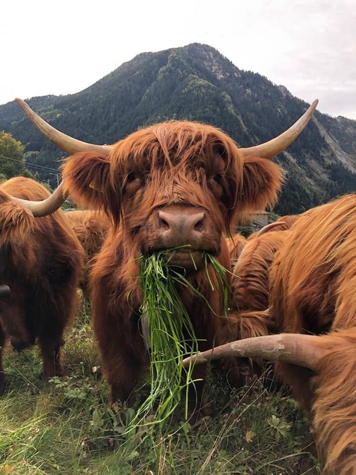 Mucche Highland al pascolo, una con un ciuffo d’erba in bocca