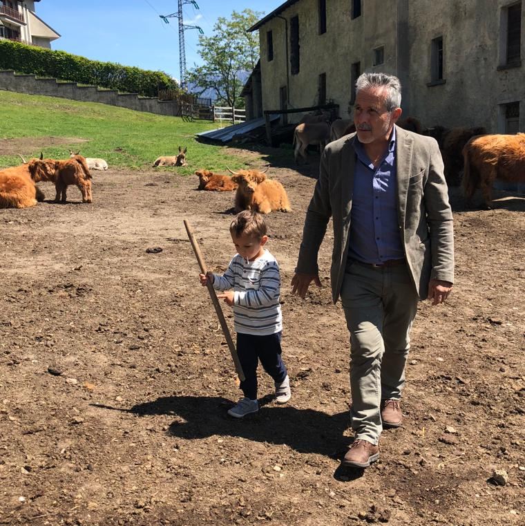 Mucche Highland nel recinto a valle, con un bambino e un adulto